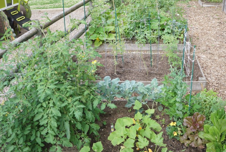 What can I plant NOW?  There is life after&nbsp;lettuce!